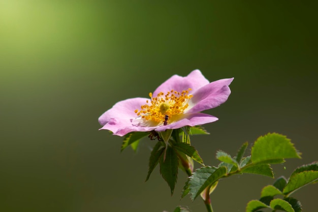 Belle fleur de rose sauvage sur un fond vert flou