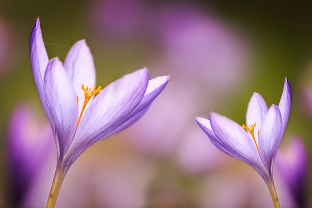 Belle fleur rosée à l'automne (Colchicum autumnale)