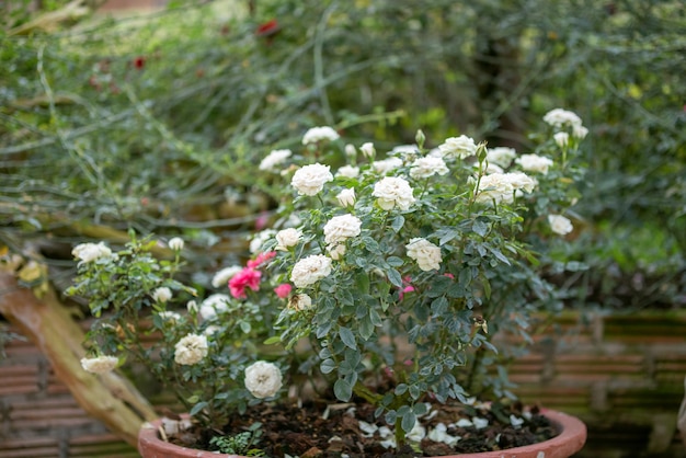 Belle fleur de roses colorées dans le jardin