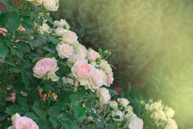 Belle fleur de roses roses d'été Roses roses grimpantes dans le jardin