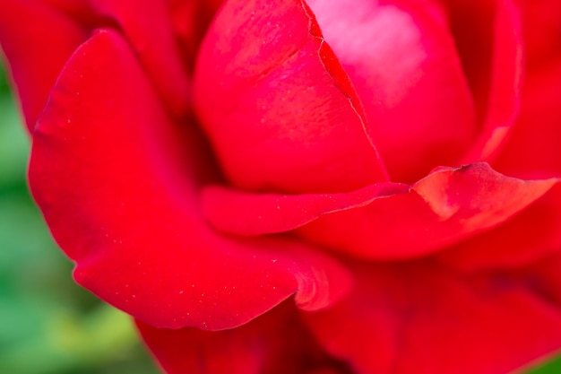 Belle fleur de roses rouges dans le jardin