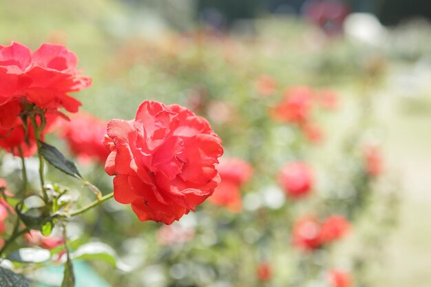 Belle fleur de roses rouges dans le jardin