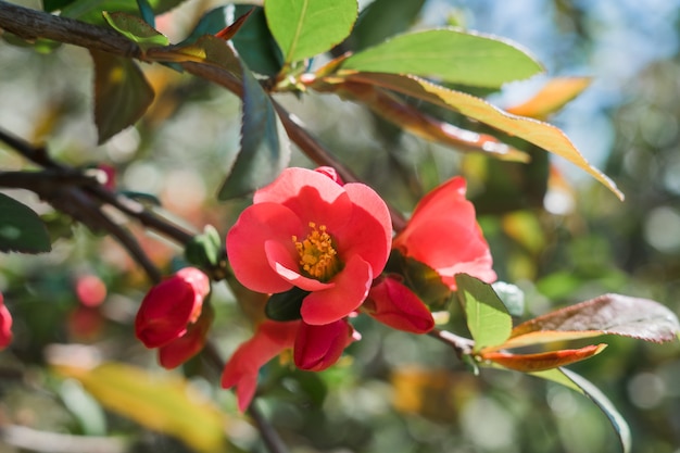 Une belle fleur rouge sur une branche d'arbre au printemps