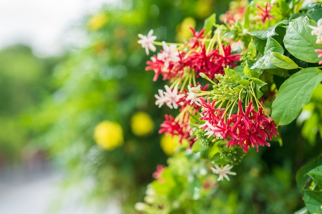 Belle fleur rouge Combretum indicum dans jardin