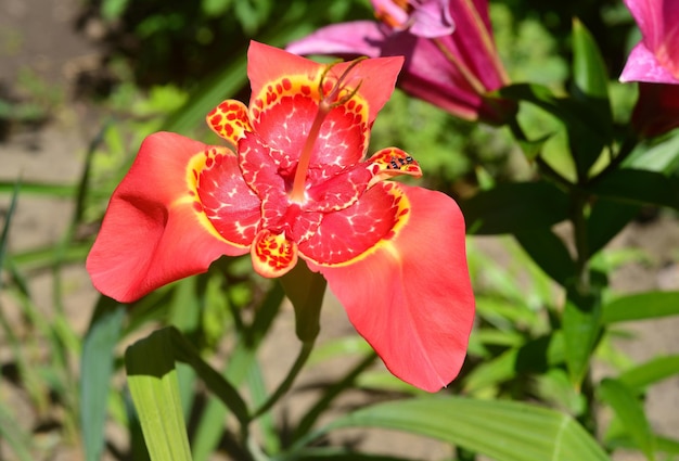 Belle fleur rouge dans le jardin Tigridia sur fond d'herbe.