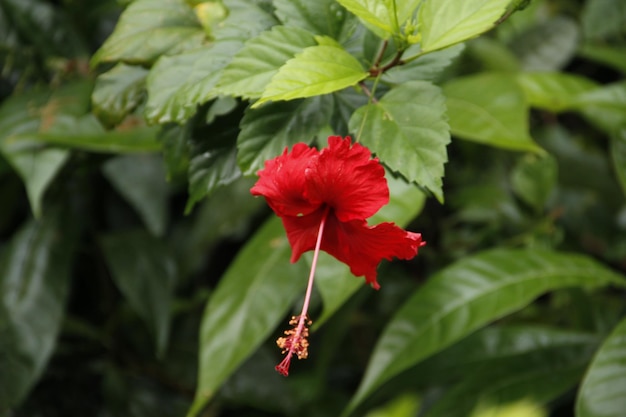 Photo une belle fleur rouge dans la jungle de tortuguero costa rica