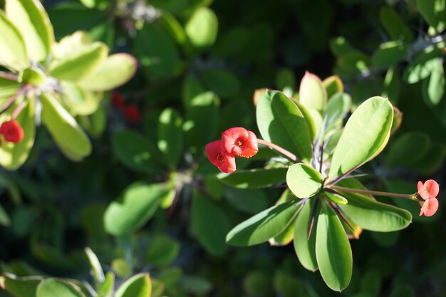 Belle fleur rouge épanouie