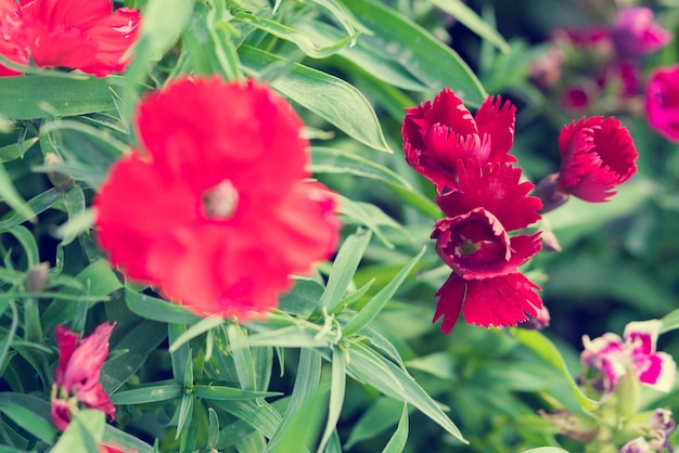 Belle fleur rouge avec des feuilles vertes