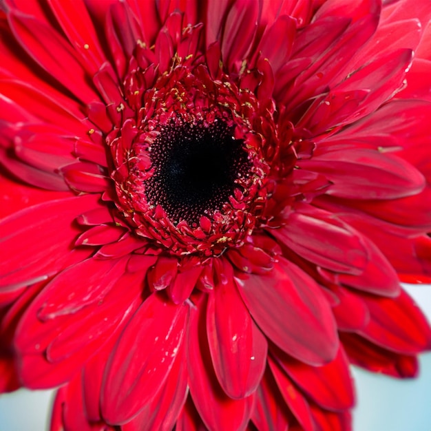 Photo une belle fleur rouge en gros plan