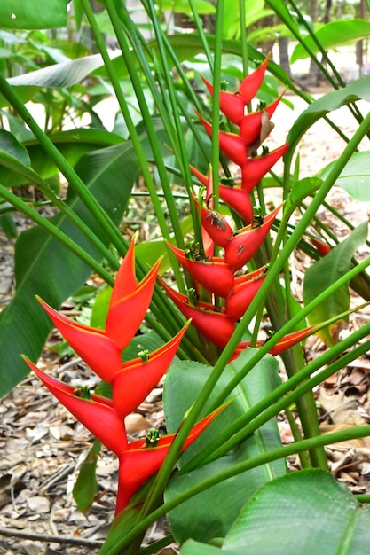 La belle fleur rouge Heliconia tropicale