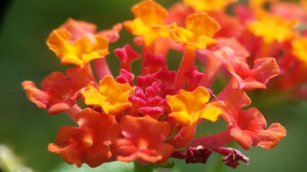 Photo belle fleur rouge orange