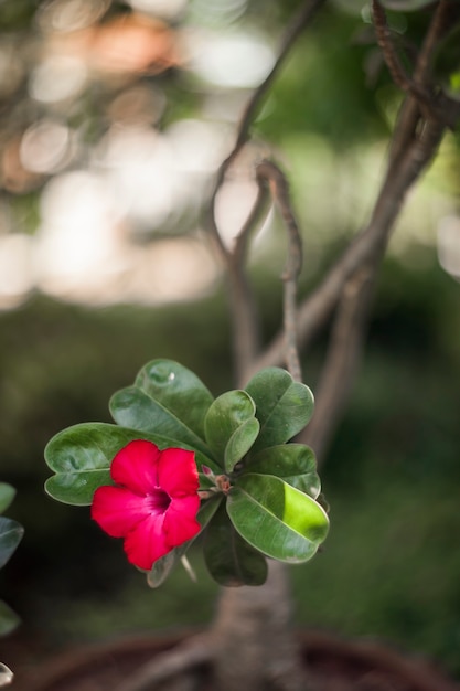 Belle fleur rouge