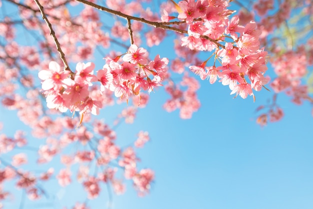 Belle fleur de sakura (fleur de cerisier) au printemps. fleur de sakura sur le ciel bleu.
