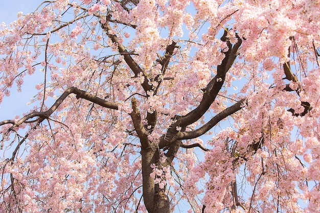 belle fleur de sakura rose au Japon