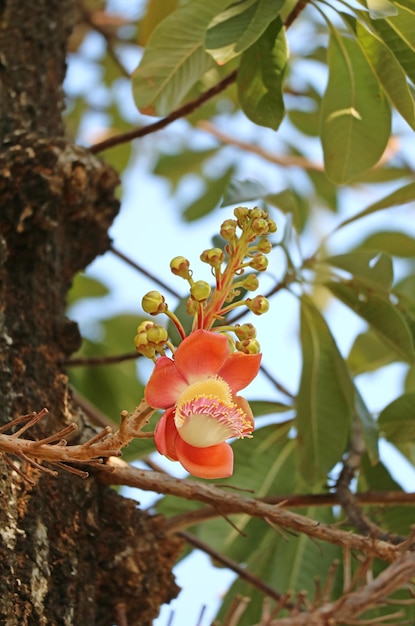 Belle fleur de Sal ou Shorea Robusta fleurissant sur l'arbre