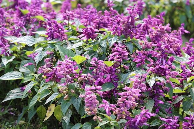 Belle fleur de salvia violette. Fond et papier peint de fleurs naturelles