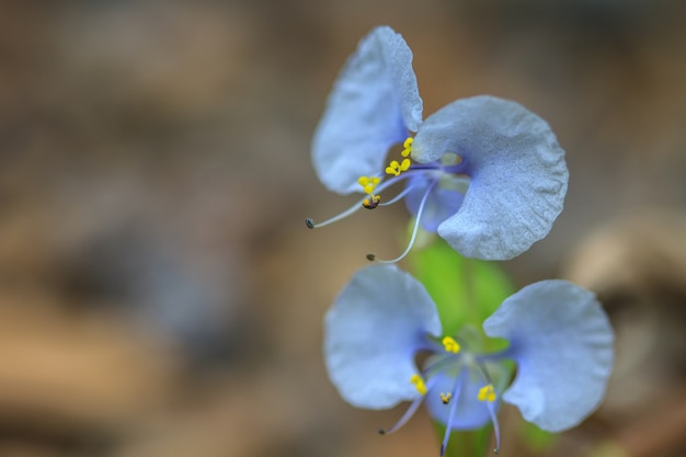 Belle fleur sauvage en forêt