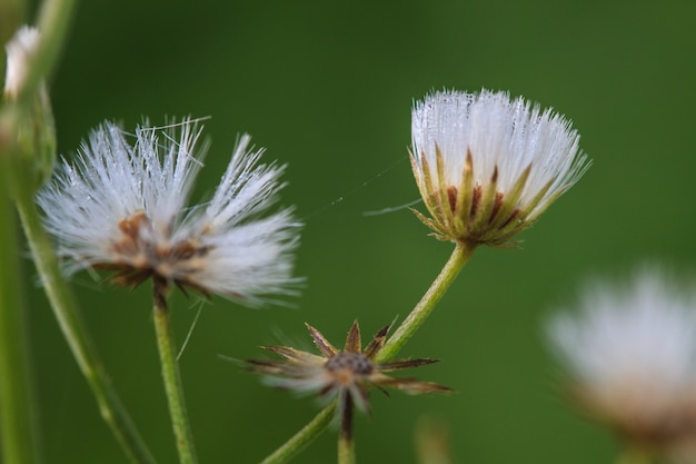 Belle fleur sauvage en forêt