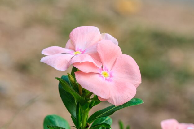 Belle fleur sauvage en forêt