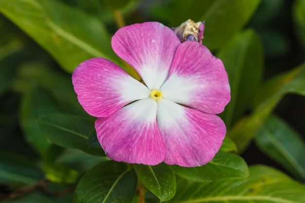 Belle fleur sauvage en forêt