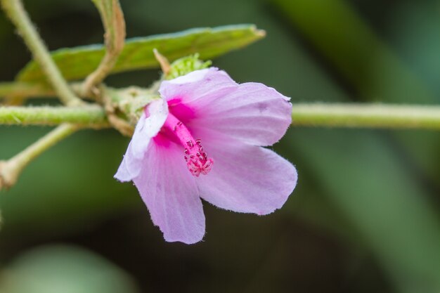 belle fleur sauvage en forêt