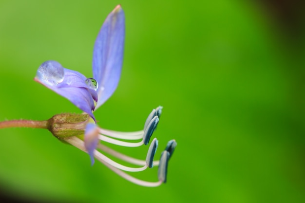 belle fleur sauvage en forêt