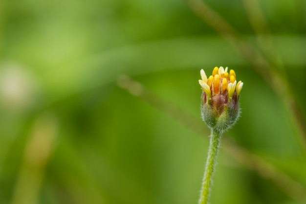 Belle fleur sauvage en forêt