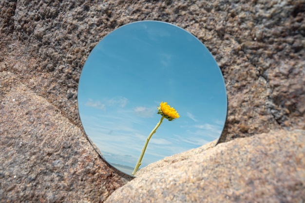 Belle fleur se reflétant dans un miroir rond