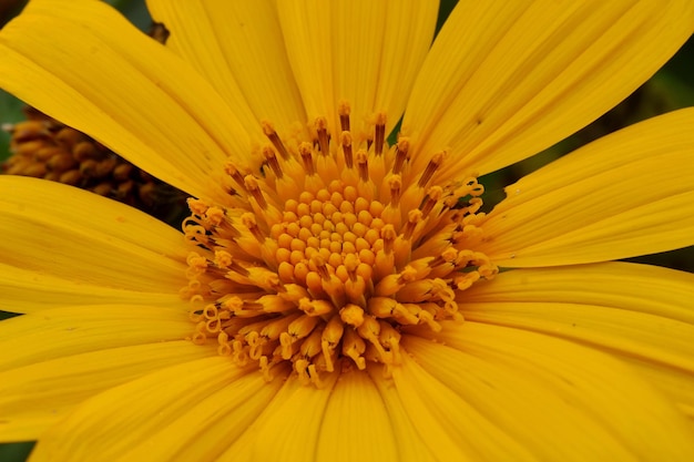 belle fleur de soleil jaune vif