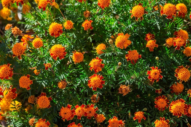 Belle fleur de souci dans le jardin