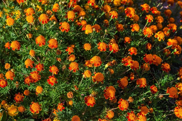 Belle fleur de souci dans le jardin