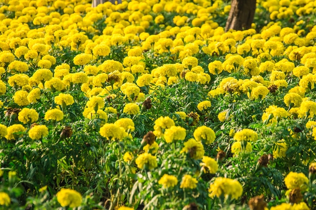 Belle fleur de souci se bouchent