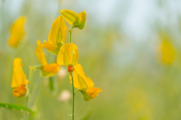 Belle fleur de sunhemp jaune dans la nature fond Crotalaria juncea