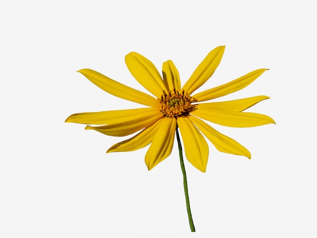Belle fleur de topinambour jaune isoler sur fond blanc.