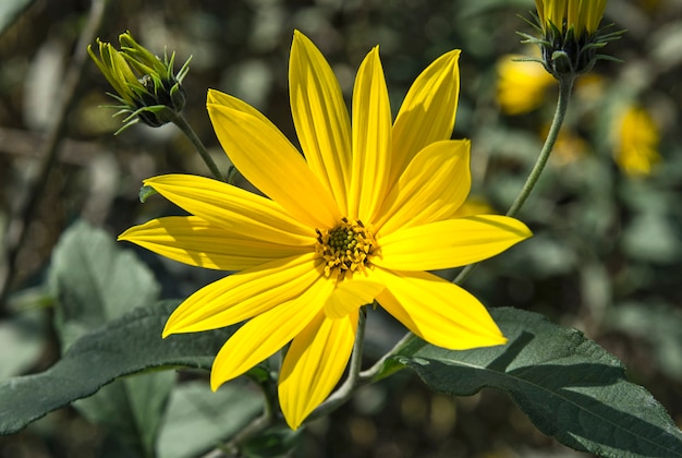 Belle fleur de topinambour libre