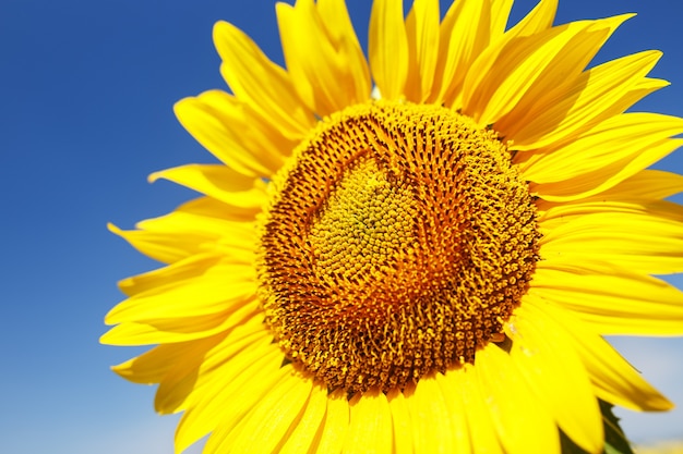 Belle fleur de tournesol contre le ciel bleu sur le terrain de la ferme.