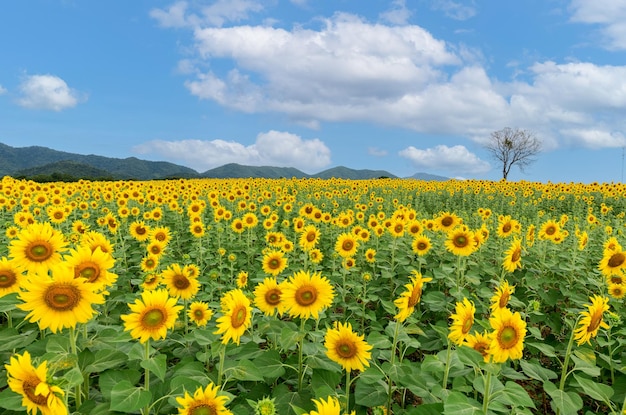 Belle fleur de tournesol qui fleurit dans le champ de tournesols avec un ciel blanc nuageux et bleu