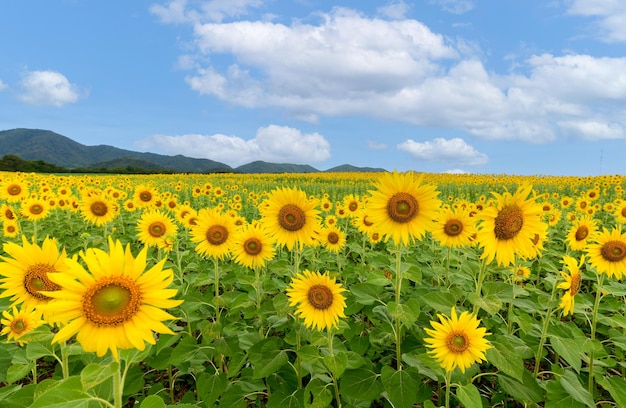 Belle fleur de tournesol qui fleurit dans le champ de tournesols avec un ciel blanc nuageux et bleu