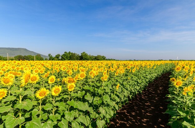 Photo belle fleur de tournesol qui fleurit dans un champ de tournesols avec un fond bleu du ciel attractions touristiques populaires de la province de lopburi champ de fleurs en saison hivernale