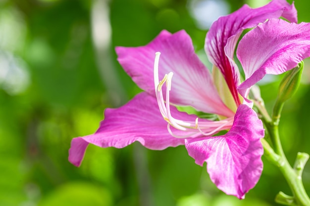 Belle fleur tropicale exotique pourpre et feuillage. Feuillage flou lumineux, jardin de rêve