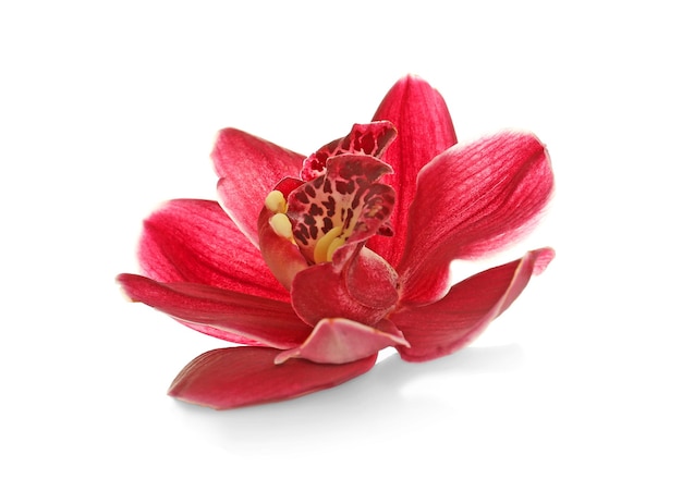 Belle fleur tropicale isolée sur blanc