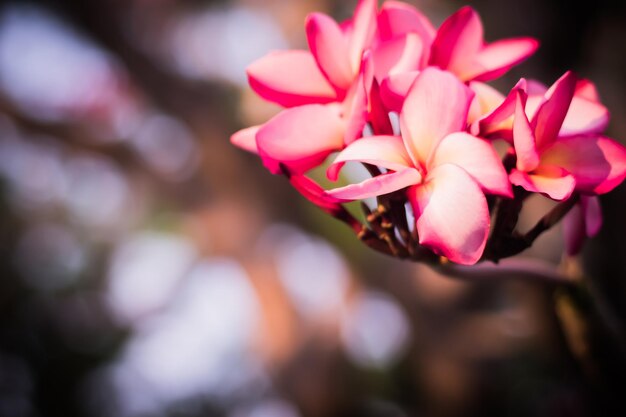 Belle fleur tropicale rose et pétales Plumeria fleur fleur du printemps de l'étébokeh fond de la nature floue