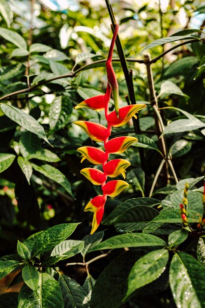 Photo une belle fleur tropicale rouge sur un fond de feuilles vertes