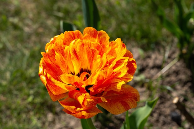 Belle fleur de tulipe orange qui fleurit dans un jardin en plein air en gros plan