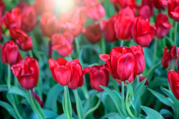 Belle fleur de tulipe rouge en fond de fleur de jardin