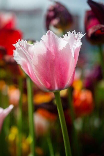 Belle fleur de tulipes colorées en fleurs au printemps