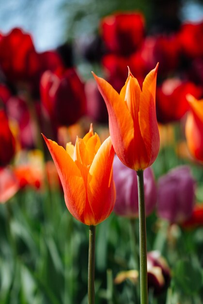 Belle fleur de tulipes dans le champ de tulipes au printemps