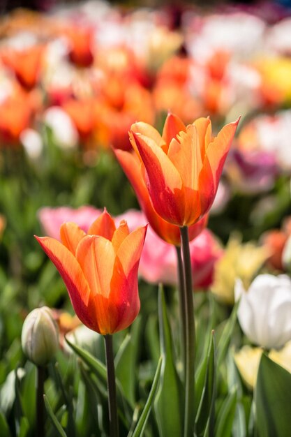 Belle fleur de tulipes dans le champ de tulipes au printemps