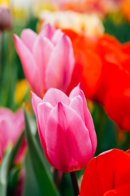 Belle fleur de tulipes dans le champ de tulipes au printemps