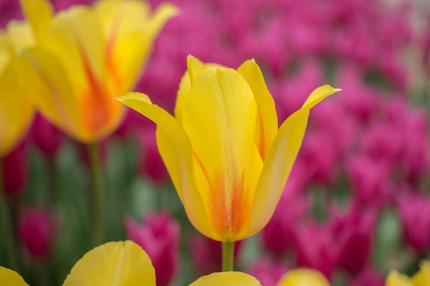 Belle fleur de tulipes dans le champ de tulipes au printemps